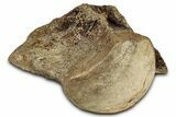 Huge Fossil Mosasaur (Tylosaurus) Vertebra - Texas #335029-1